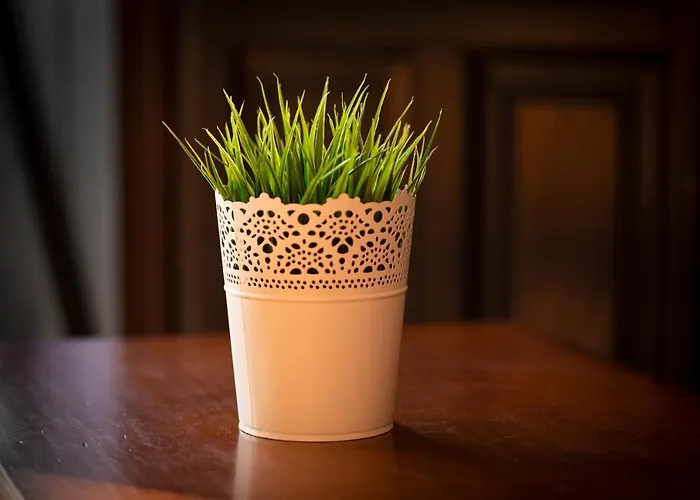 Santa Cruz ブロト